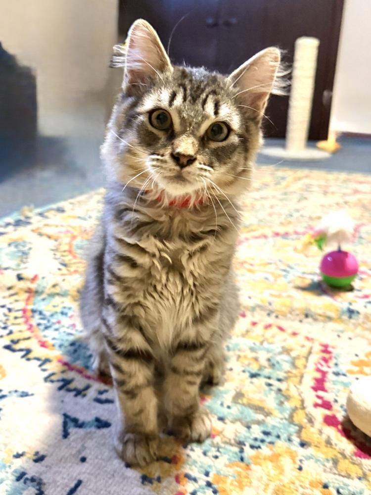 Enlarge Obsidian, a Adoptable Domestic Medium Hair in Bellingham, WA image 2/4