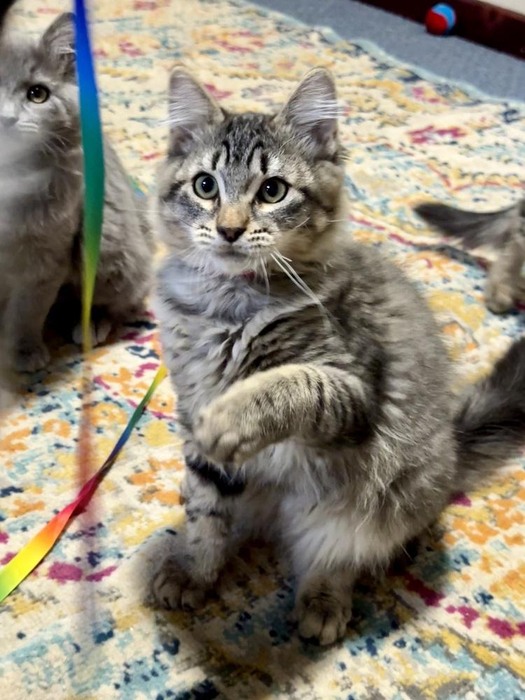 Enlarge Obsidian, a Adoptable Domestic Medium Hair in Bellingham, WA image 3/4