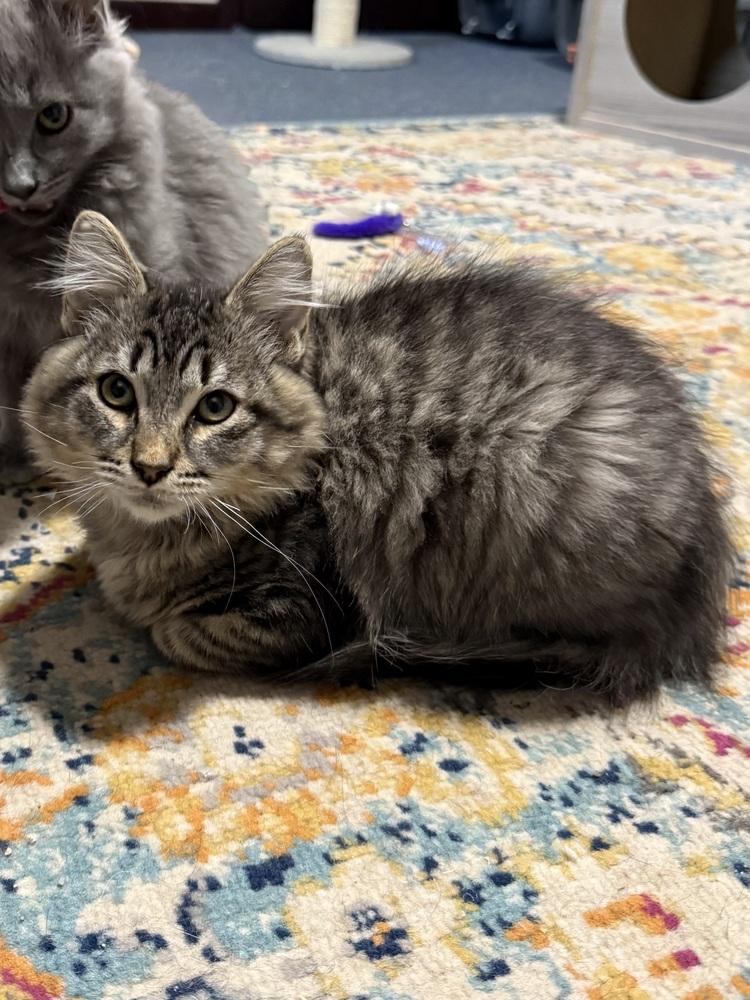 Enlarge Obsidian, a Adoptable Domestic Medium Hair in Bellingham, WA image 4/4