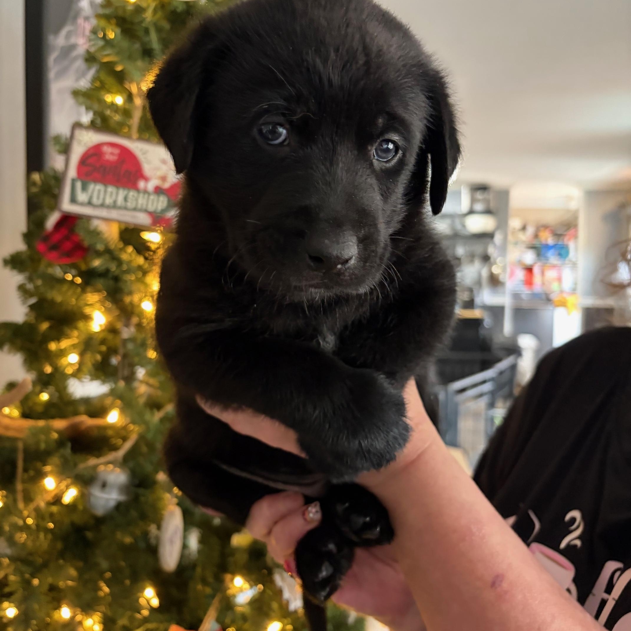 Enlarge Stitch (Available for Adoption 1-20-26), an adopted mixed breed in Clarksville, VA image 1/1