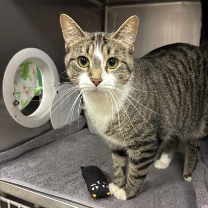 Cutie, Adoptable, Adult Female Domestic Short Hair & Domestic Short Hair.