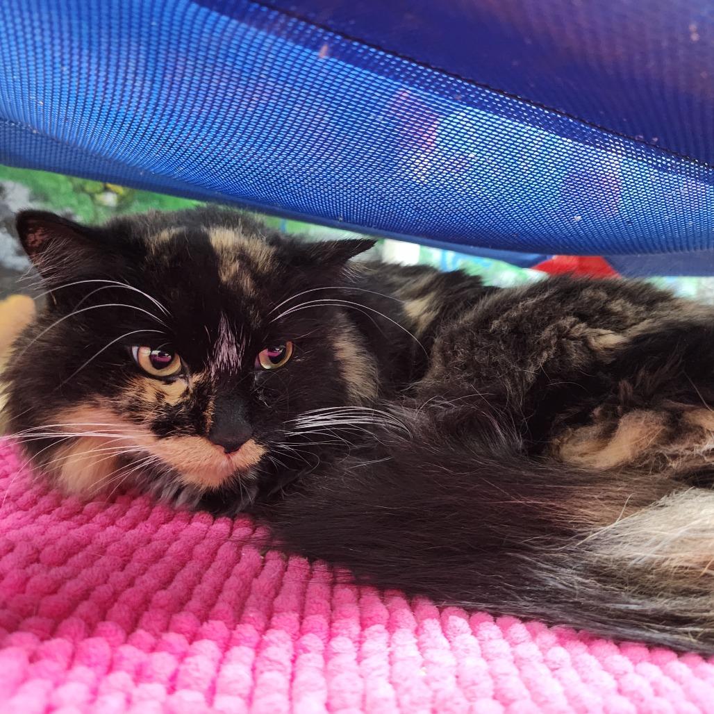Waffles, Adoptable, Adult Female Domestic Long Hair.