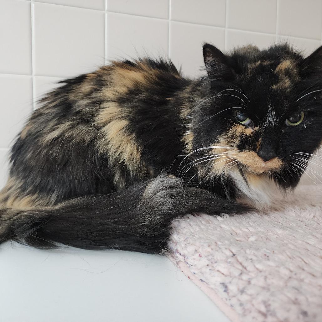 Waffles, a Adoptable Domestic Long Hair in Dixon, IL image 2/4