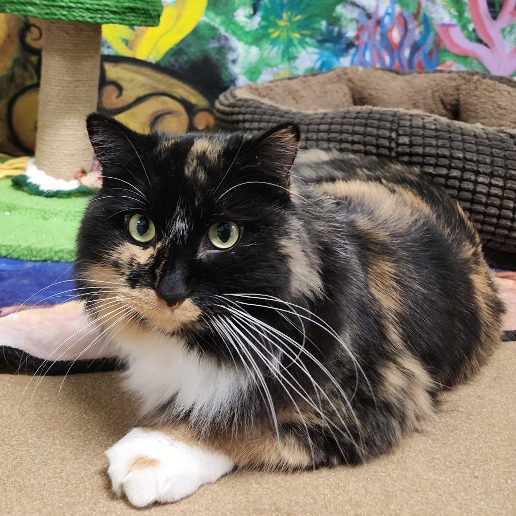 Waffles, a Adoptable Domestic Long Hair in Dixon, IL image 3/4