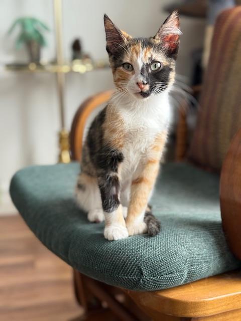 Blossom, Adoptable, Kitten Female Domestic Short Hair.