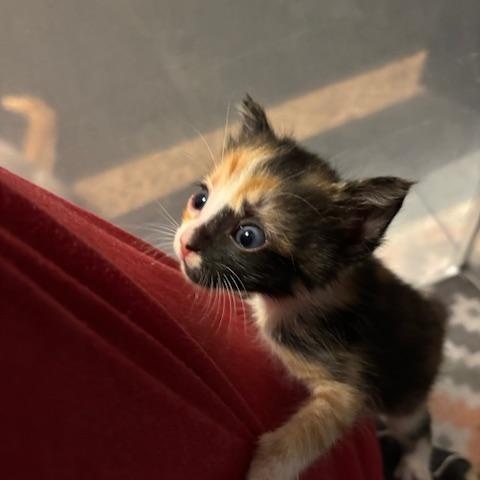 Blossom, a Adoptable Domestic Short Hair in Great Falls, MT image 3/3