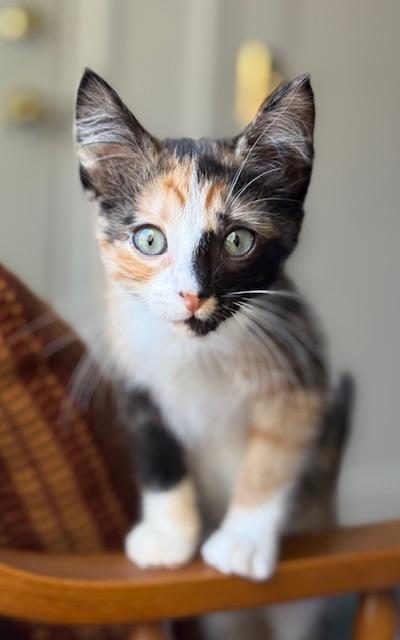 Blossom, a Adoptable Domestic Short Hair in Great Falls, MT image 2/3