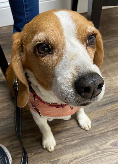 Enlarge Jeanne **Home for the Holidays 1/2 price!, a Adoptable Beagle in Alpharetta, GA image 1/3