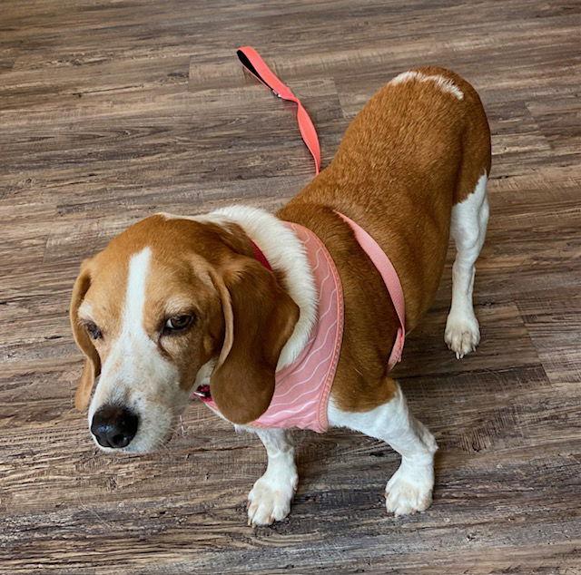 Enlarge Jeanne **Home for the Holidays 1/2 price!, a Adoptable Beagle in Alpharetta, GA image 2/3