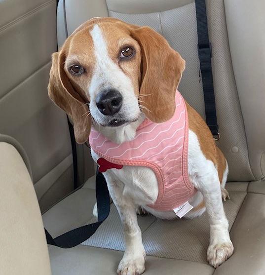 Enlarge Jeanne **Home for the Holidays 1/2 price!, a Adoptable Beagle in Alpharetta, GA image 3/3