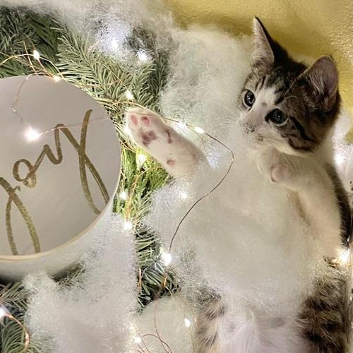 Enlarge Loki, a ADOPTABLE Domestic Short Hair in Denver, CO image 2/3