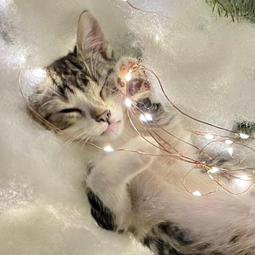 Enlarge Loki, a ADOPTABLE Domestic Short Hair in Denver, CO image 3/3