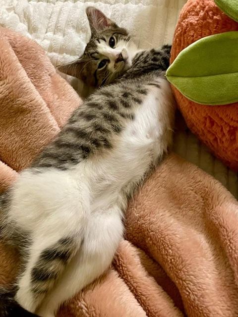 Loki, ADOPTABLE, Kitten Female Domestic Short Hair.