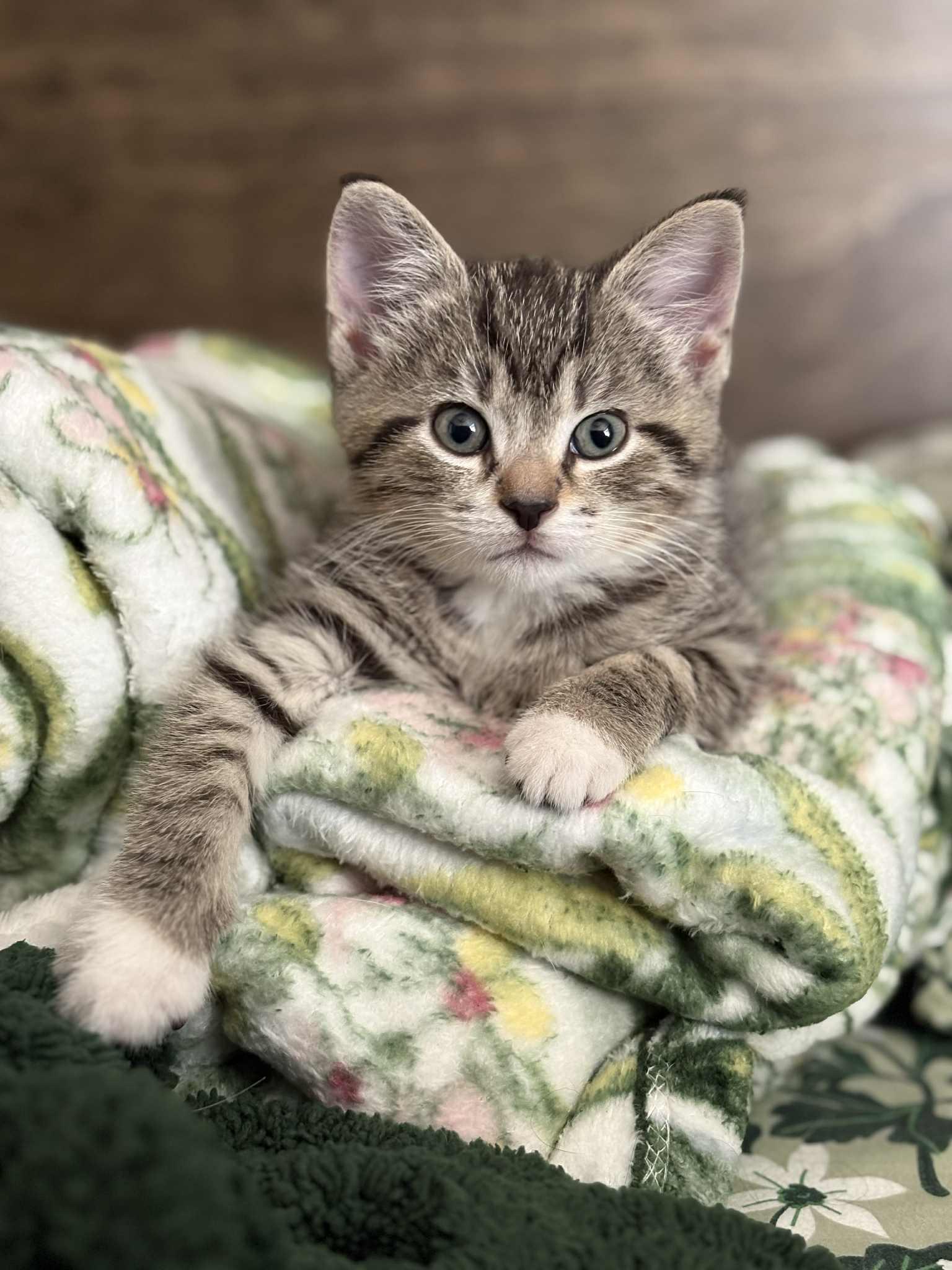 Uno at Elyria Petco!!