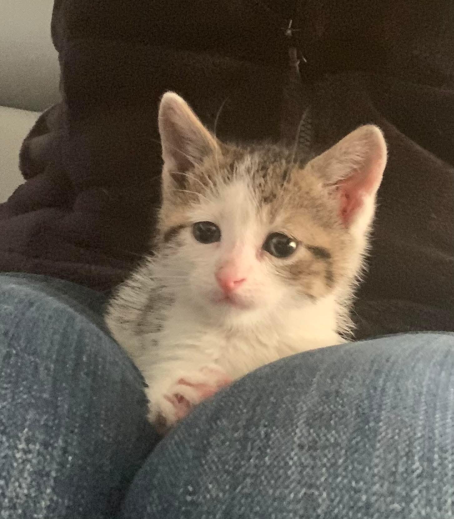 Periwinkle, Adoptable, Kitten Female Domestic Short Hair.