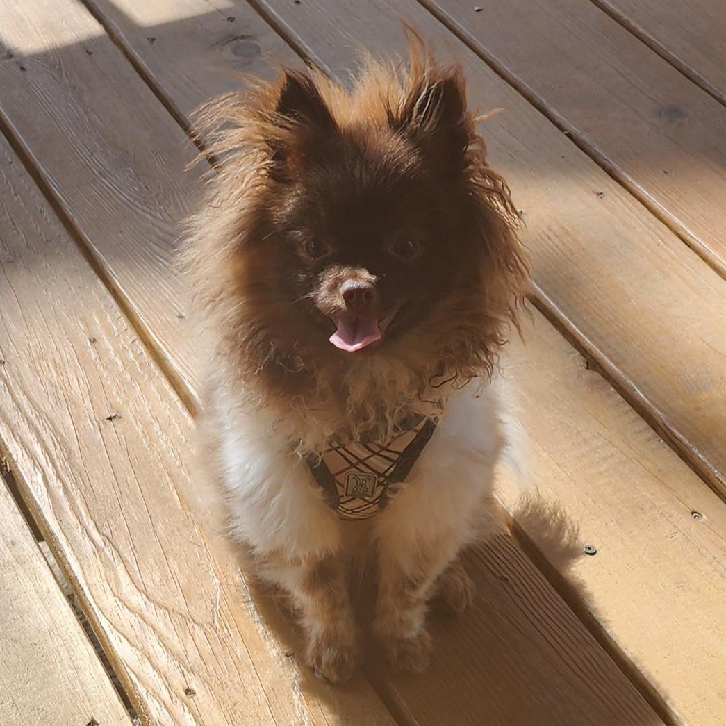 Valentino, adopted, Puppy Male Pomeranian.