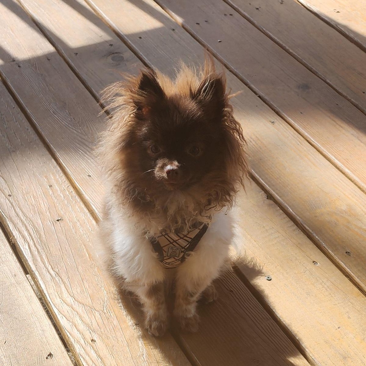 Enlarge Valentino, an adopted Pomeranian in Powder Springs, GA image 3/4