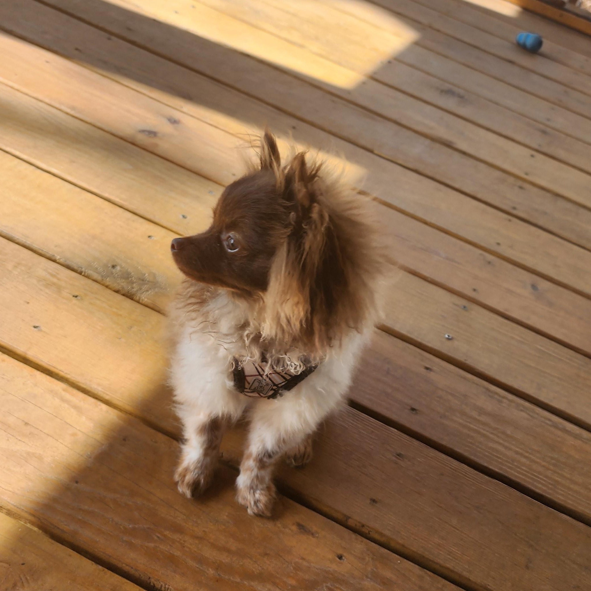 Enlarge Valentino, an adopted Pomeranian in Powder Springs, GA image 2/4