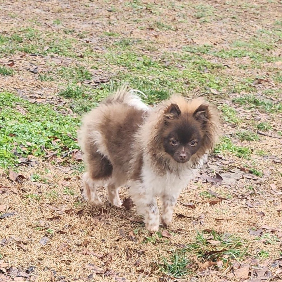 Enlarge Valentino, an adopted Pomeranian in Powder Springs, GA image 4/4