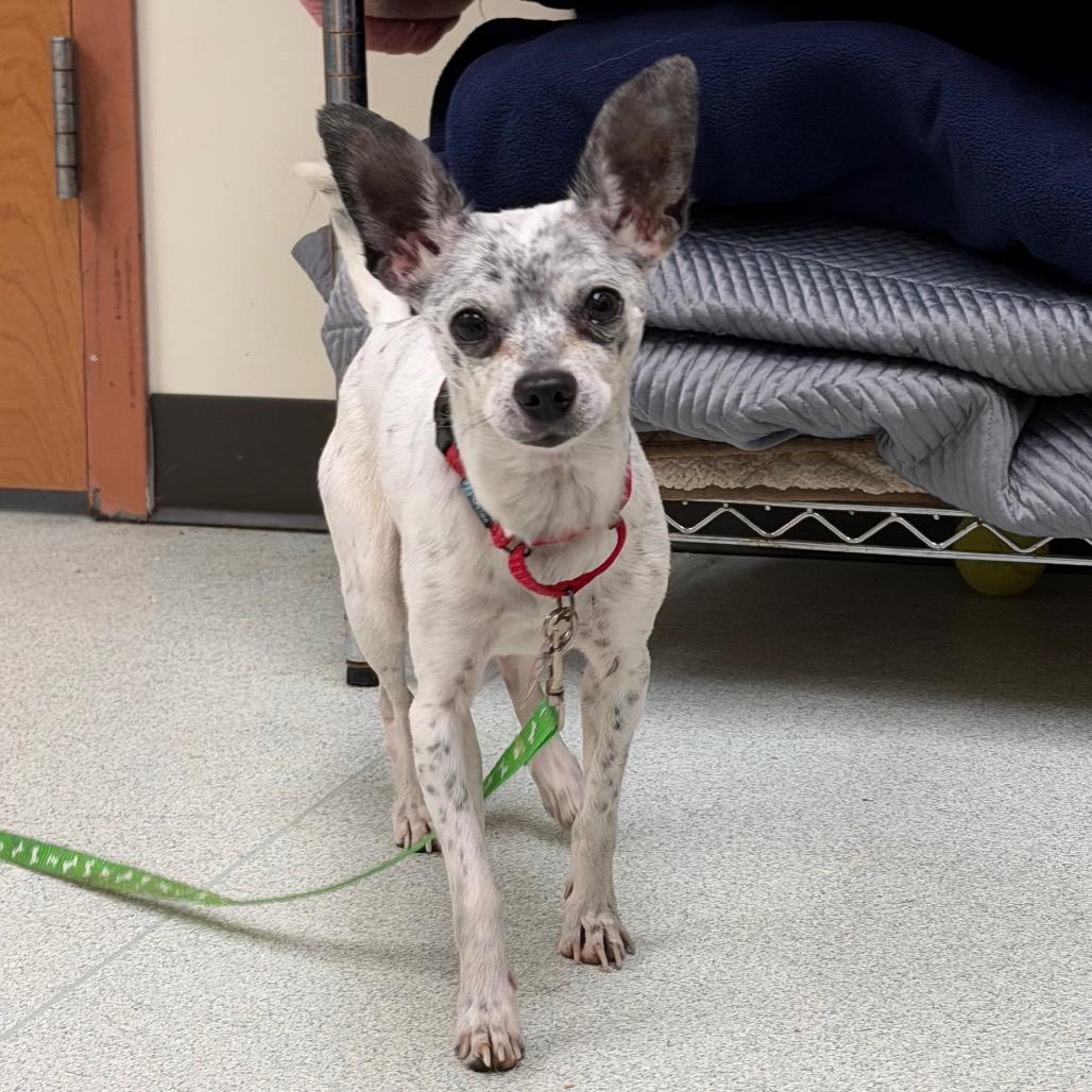 Coco *In Foster* - See my Video!, a Adoptable Chihuahua in Springfield, MA image 1/3