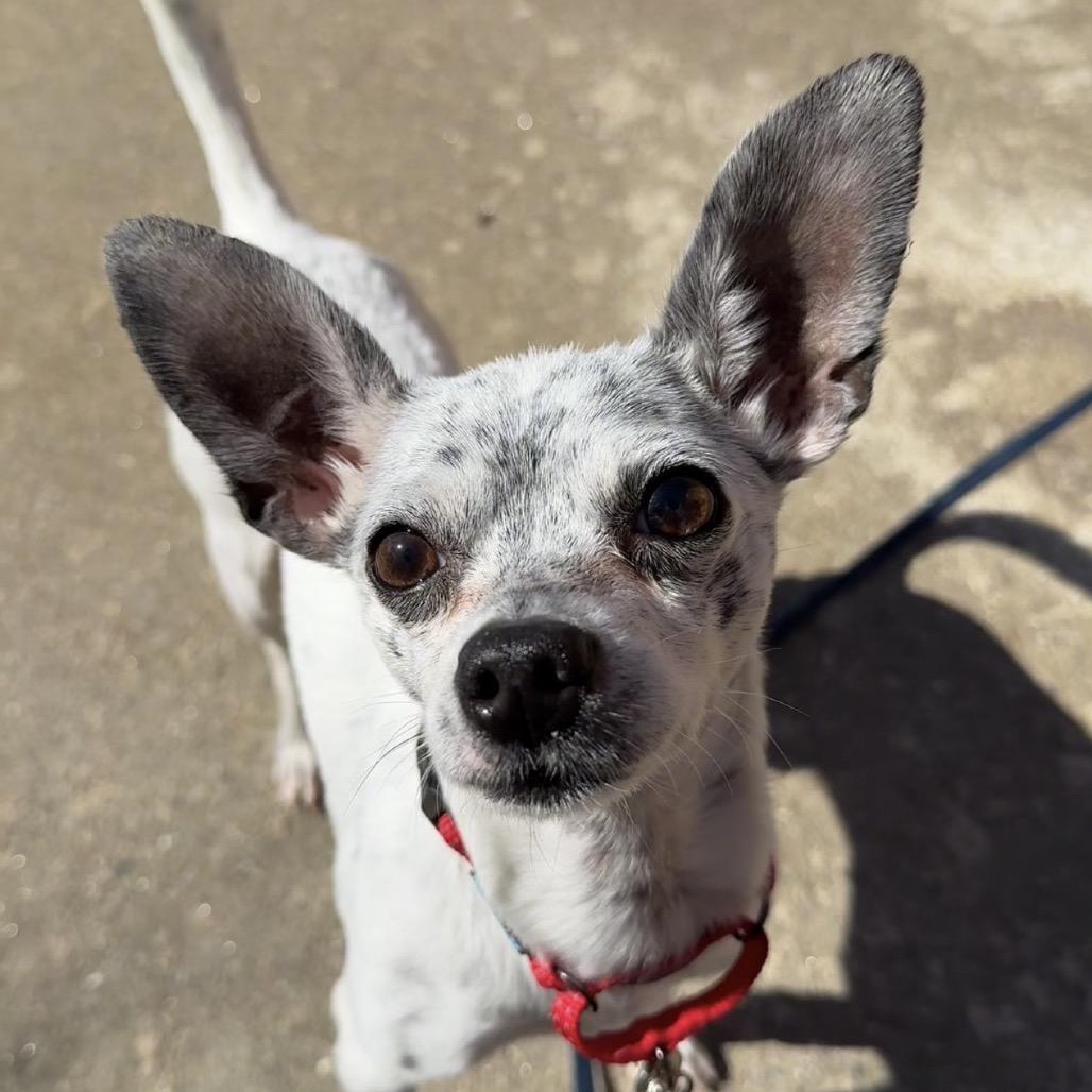 Coco *In Foster* - See my Video!, a Adoptable Chihuahua in Springfield, MA image 2/3