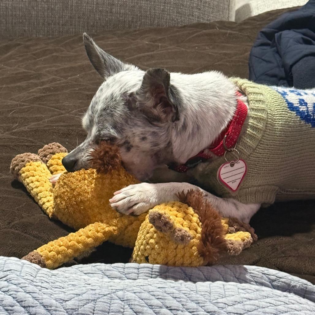 Coco *In Foster* - See my Video!, a Adoptable Chihuahua in Springfield, MA image 3/3