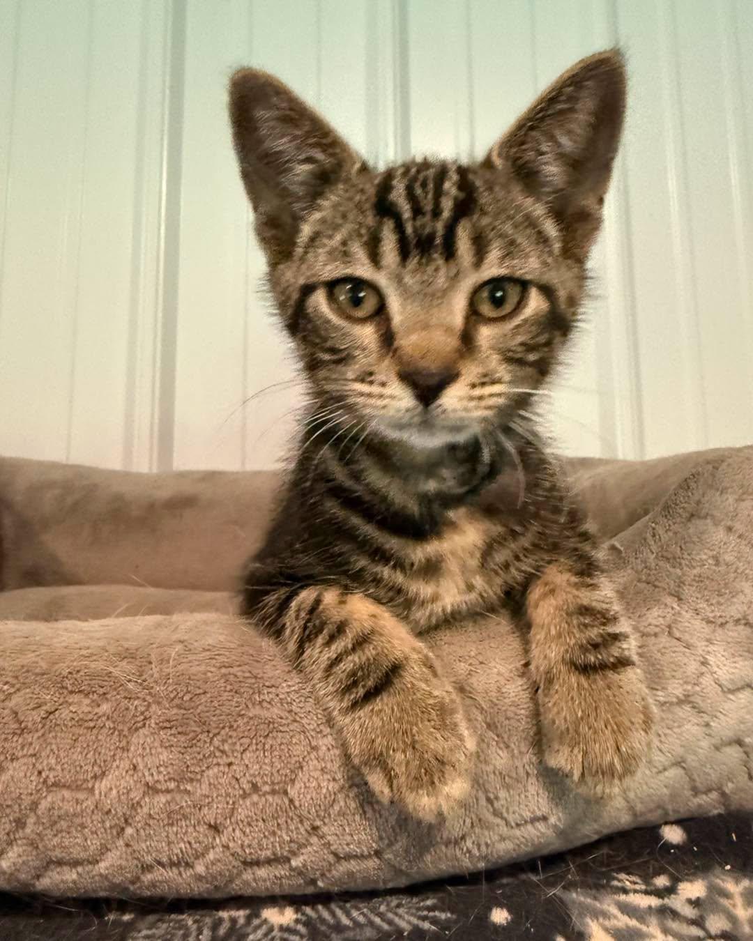 Eddie, ADOPTABLE, Kitten Male Tabby.