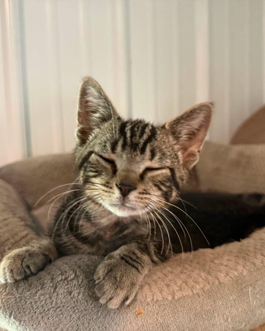 Eddie, a ADOPTABLE Tabby in Richmond Dale, OH image 2/3