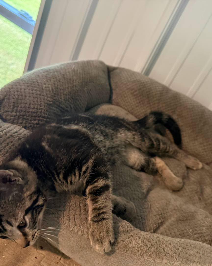 Eddie, a ADOPTABLE Tabby in Richmond Dale, OH image 3/3