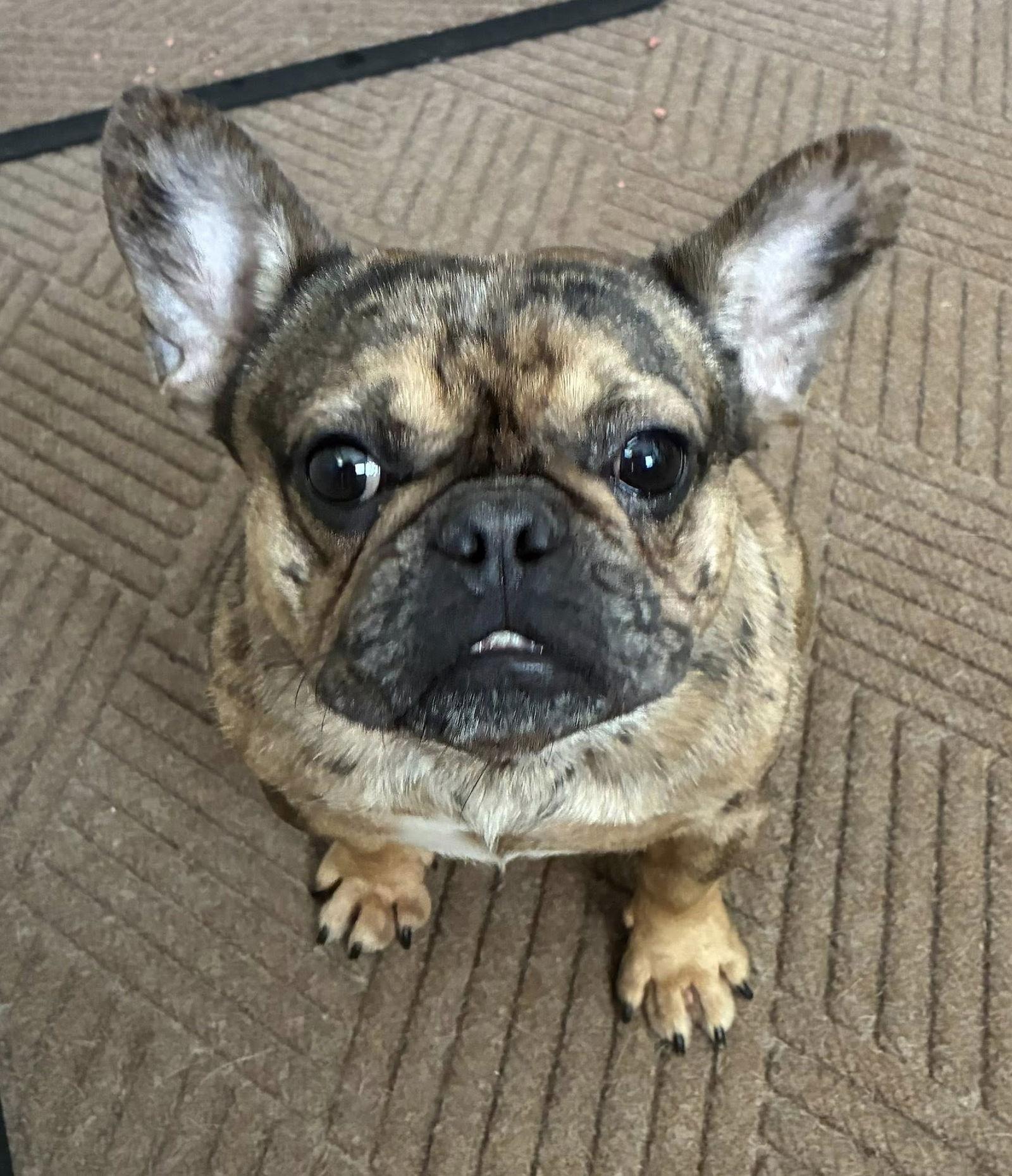 Enlarge Mia, a Adopted French Bulldog in Belleville, MI image 1/2