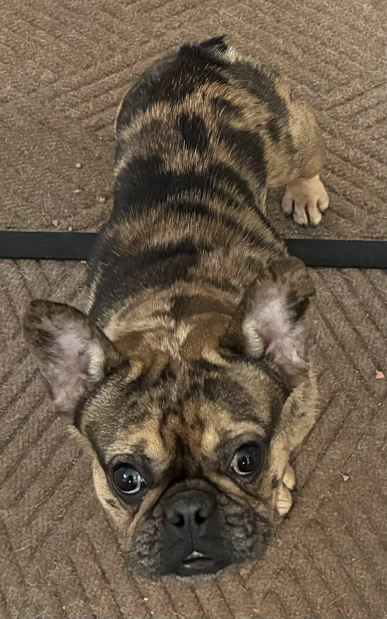 Enlarge Mia, a Adopted French Bulldog in Belleville, MI image 2/2