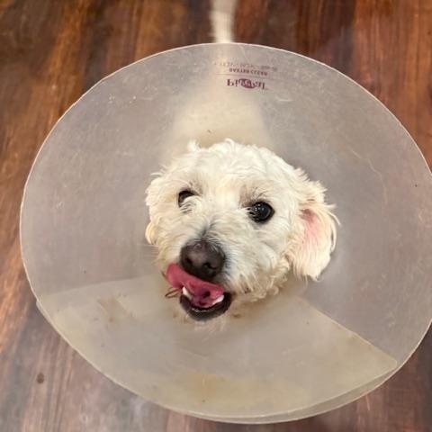 Enlarge Bingo, a ADOPTABLE mixed breed in Cumby, TX image 2/5