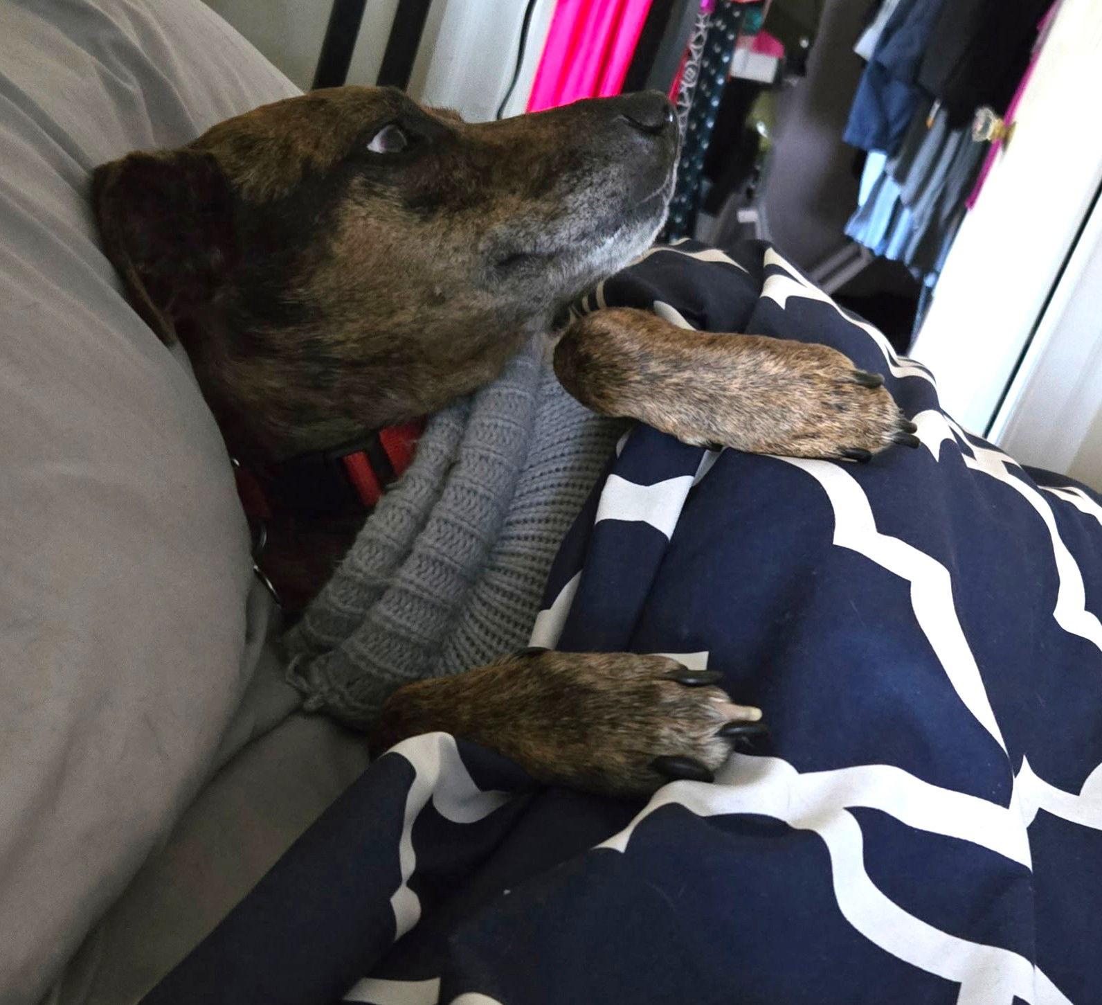 Enlarge Lucinda gatlin, a Adoptable Feist in Saunderstown, RI image 1/3