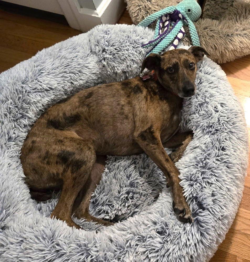 Enlarge Lucinda gatlin, a Adoptable Feist in Saunderstown, RI image 2/3