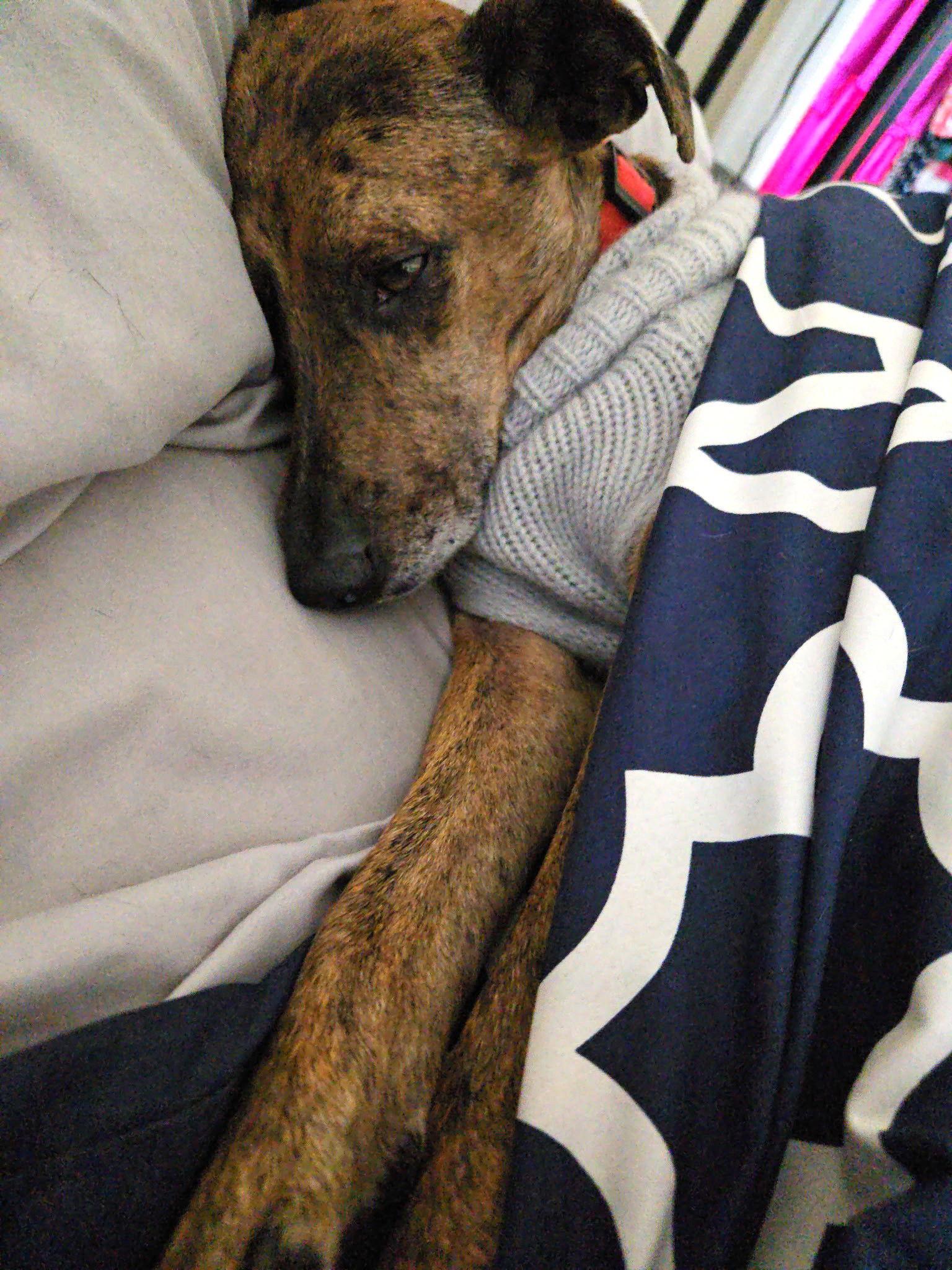 Enlarge Lucinda gatlin, a Adoptable Feist in Saunderstown, RI image 3/3