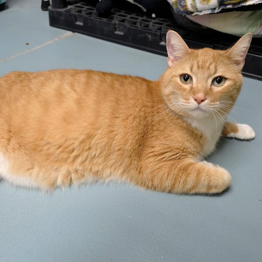 Desmond, Adoptable, Senior Male Domestic Short Hair.