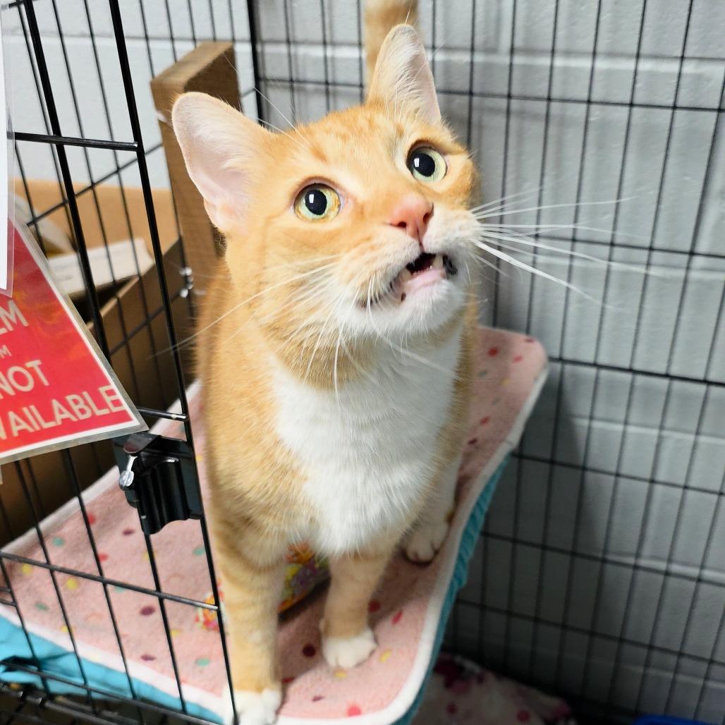 Enlarge Desmond, a Adoptable Domestic Short Hair in Michigan City, IN image 2/6