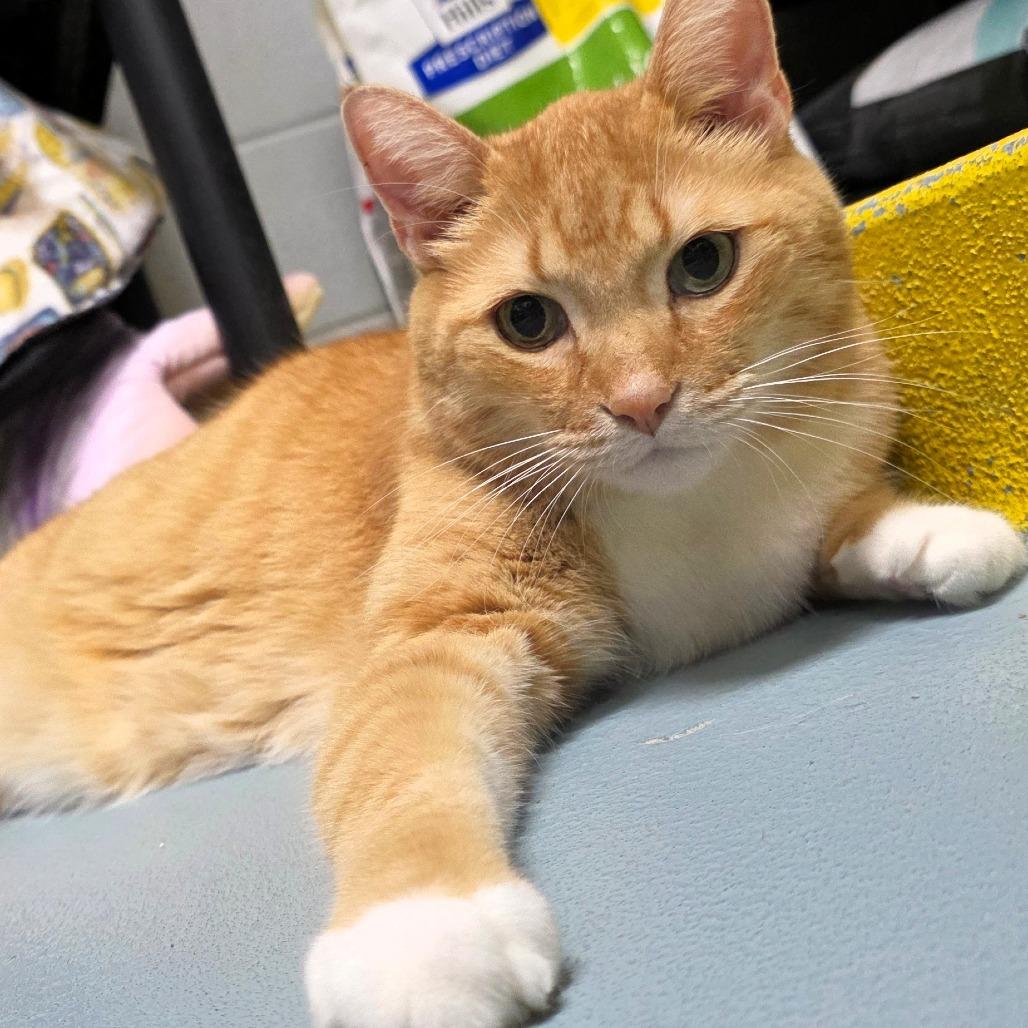 Enlarge Desmond, a Adoptable Domestic Short Hair in Michigan City, IN image 3/6