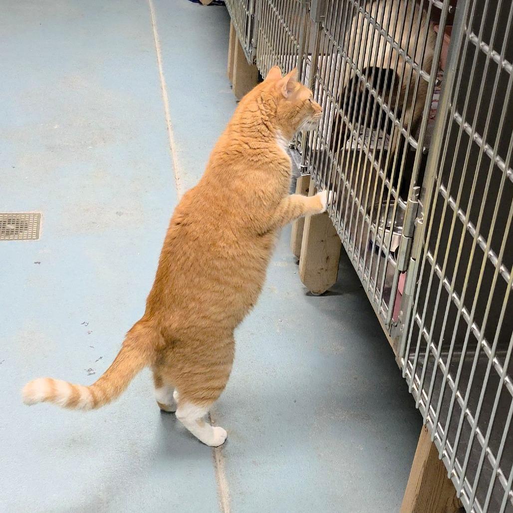 Enlarge Desmond, a Adoptable Domestic Short Hair in Michigan City, IN image 5/6