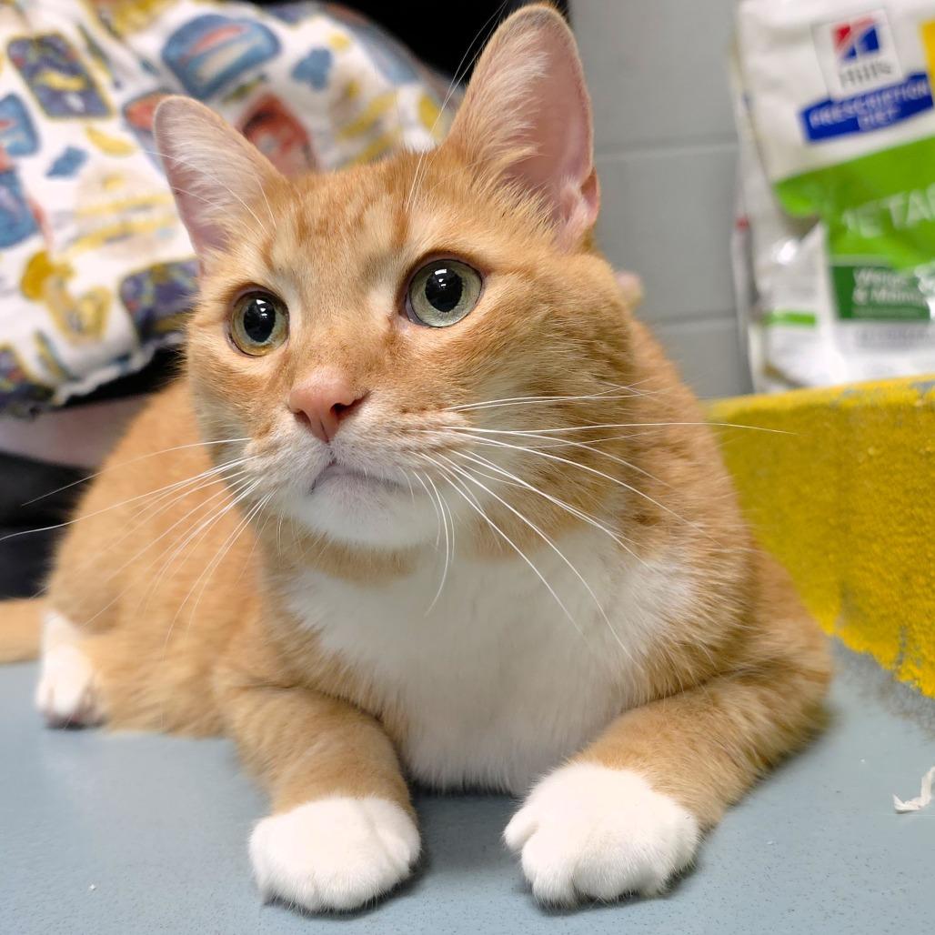 Enlarge Desmond, a Adoptable Domestic Short Hair in Michigan City, IN image 6/6