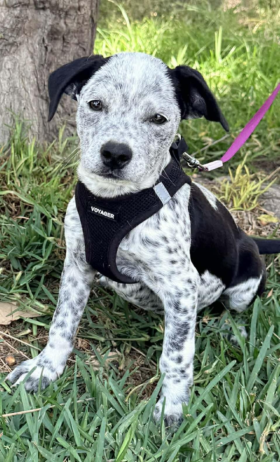 Bombón, Adoptable, Puppy Male Australian Cattle Dog / Blue Heeler & Labrador Retriever.
