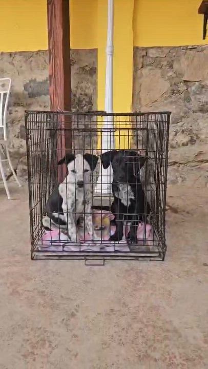 Enlarge Bombón, a Adoptable mixed breed in San Diego, CA video 3/3