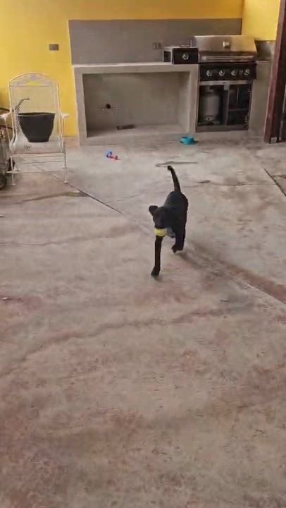 Enlarge Bombón, a Adoptable mixed breed in San Diego, CA video 2/3