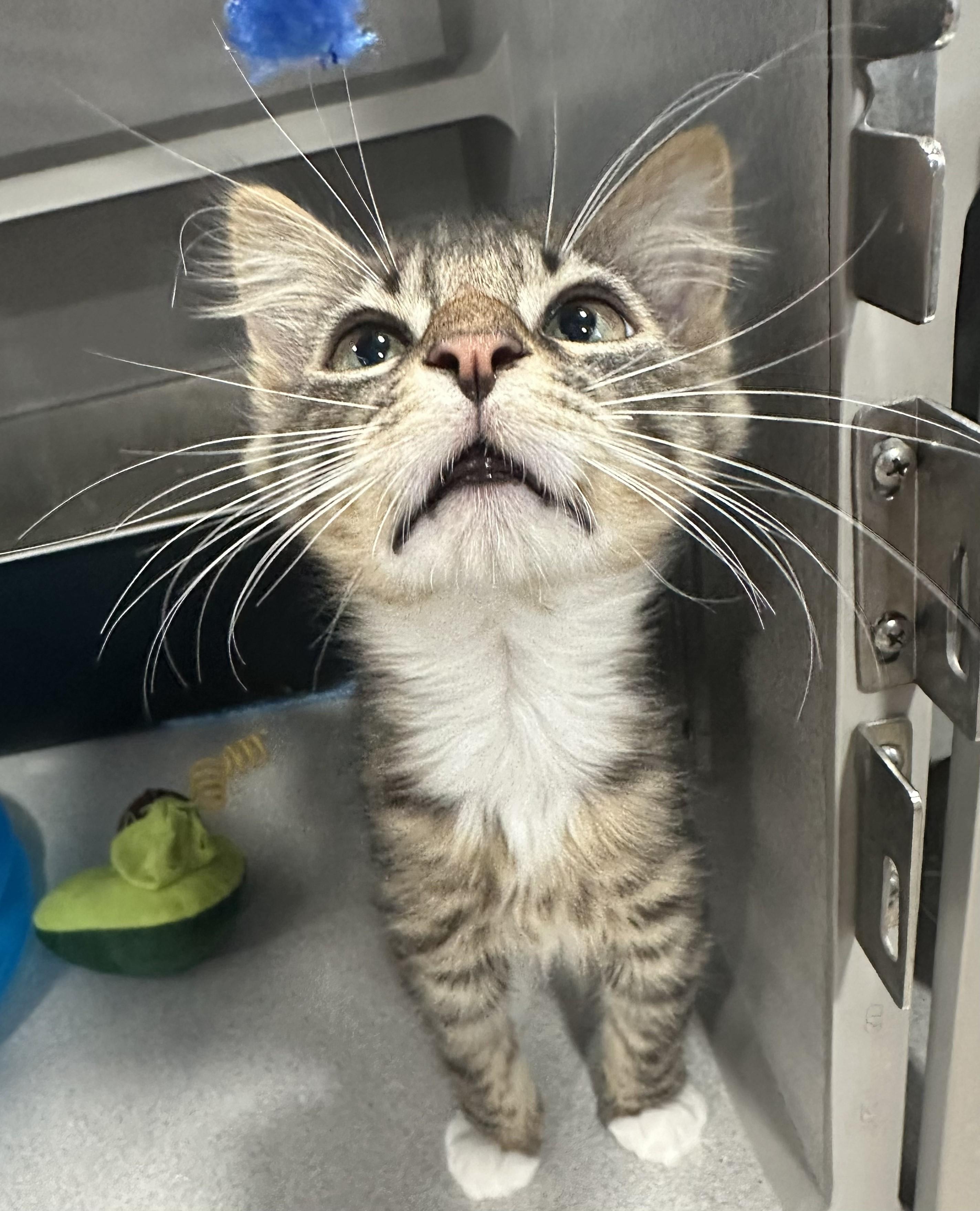 Enlarge Rocky, an adopted Domestic Short Hair in Webster City, IA image 1/1