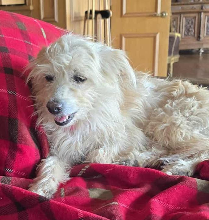 Enlarge Snowdrop, a Adoptable mixed breed in Buffalo, NY image 5/6