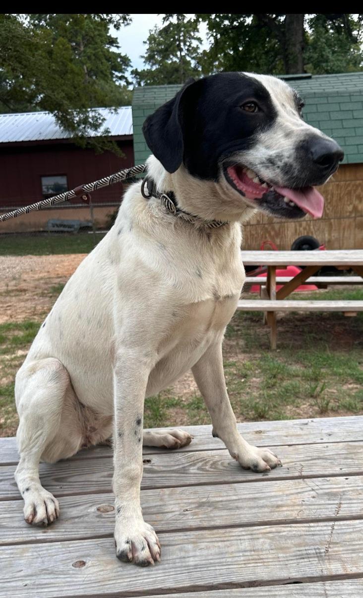 Rudy, a Adoptable mixed breed in Georgetown, TX image 2/6