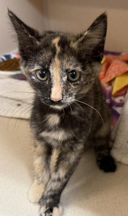 Mulan, an adoptable mixed breed in Salem, NH image 1/2