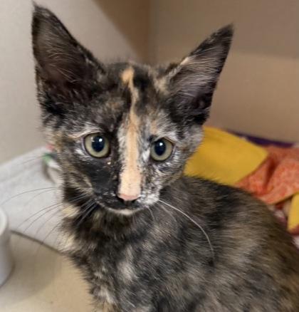 Mulan, an adoptable mixed breed in Salem, NH image 2/2