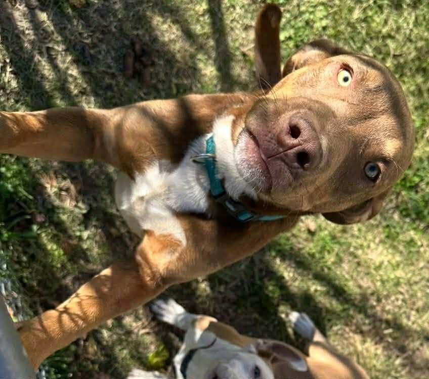 Gio, Adoptable, Young Male Labrador Retriever.