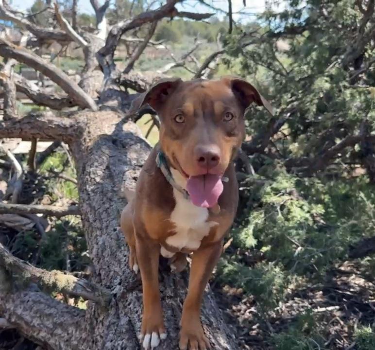 Gio, a Adoptable mixed breed in Cortez, CO image 2/4